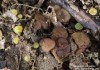 hovník dřevní (Houby), Ascobolus lignatilis (Fungi)